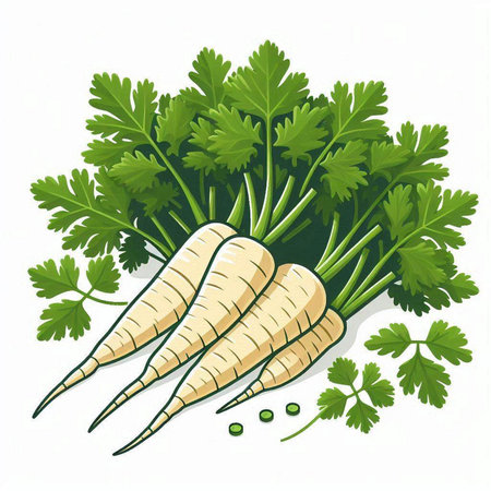 Bunch of parsley isolated on white background. Vector illustration.のイラスト素材