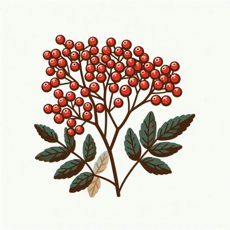 Branch of rowan with berries and leaves. Vector illustration.のイラスト素材
