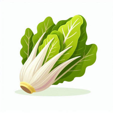 chinese cabbage isolated on white background. vector illustration. Eps 10のイラスト素材