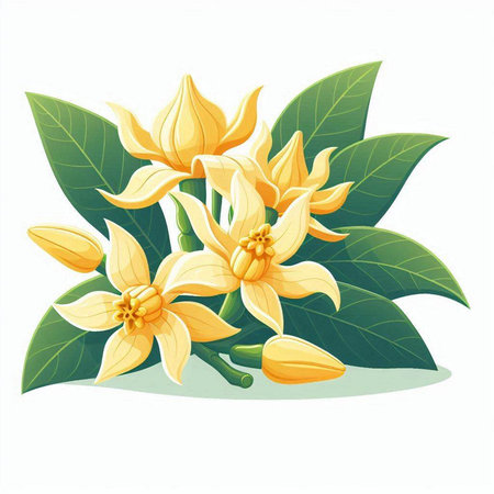 Coffee tree flowers isolated on white background. Vector illustration.のイラスト素材