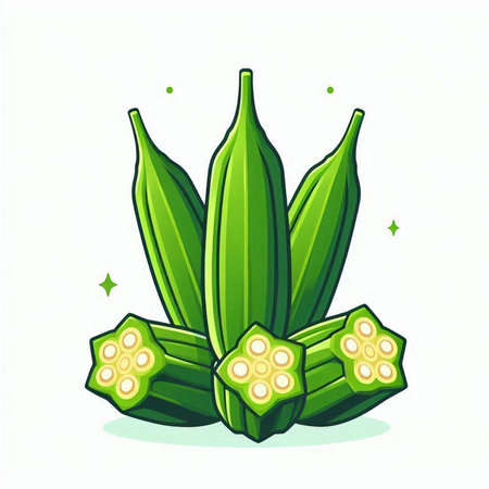 Illustration of fresh okra on white background. Vector illustration.のイラスト素材