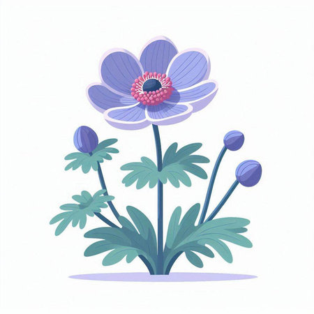 Blue anemone flower on a white background. Vector illustration.のイラスト素材