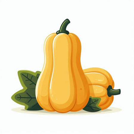Pumpkin isolated on white background. Vegetable vector illustration.のイラスト素材