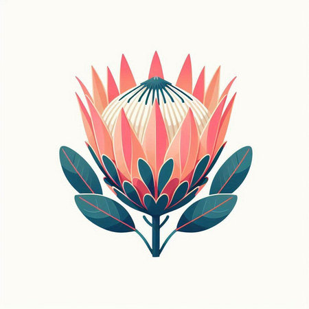 Protea flower vector illustration. Hand drawn protea flower isolated on white backgroundのイラスト素材