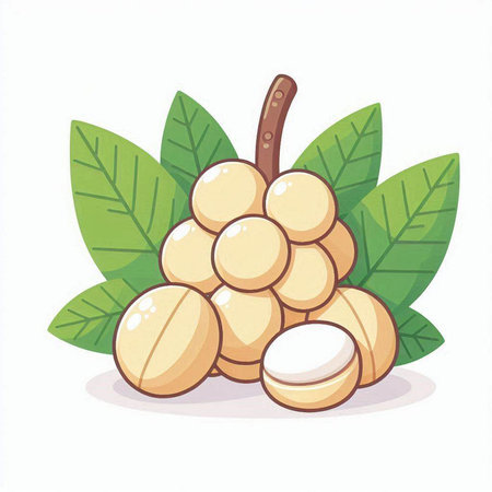 Vector illustration of longkong fruit with leaves on white background.のイラスト素材