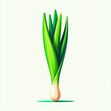 Illustration of fresh green onion on white background. Vector illustration.のイラスト素材