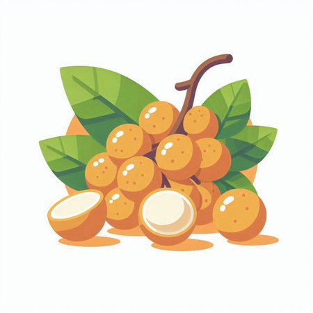 Longan fruit vector illustration. Exotic tropical fruit isolated on white background.のイラスト素材
