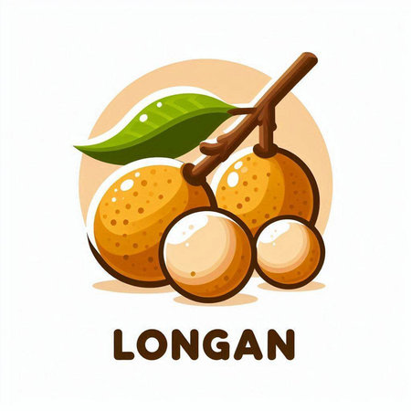 Longan fruit vector illustration isolated on white background. Cartoon style.のイラスト素材