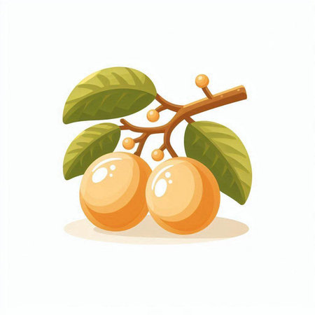 Illustration of longan fruit on white background. Vector illustration.のイラスト素材
