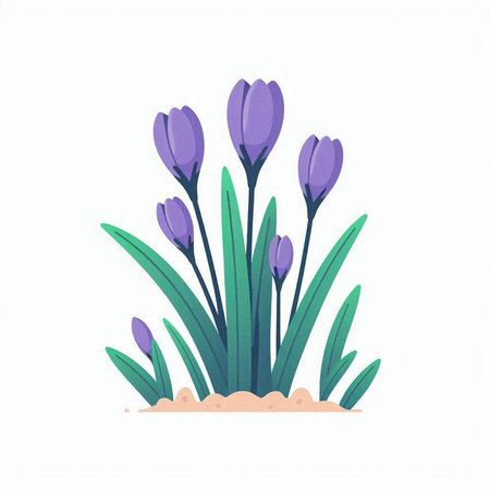 Purple crocus flowers isolated on white background. Flat vector illustration.のイラスト素材
