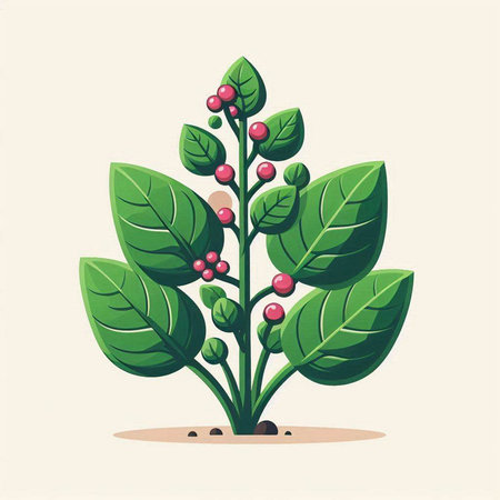 Coffee plant with berries and leaves. Vector illustration in cartoon style.のイラスト素材