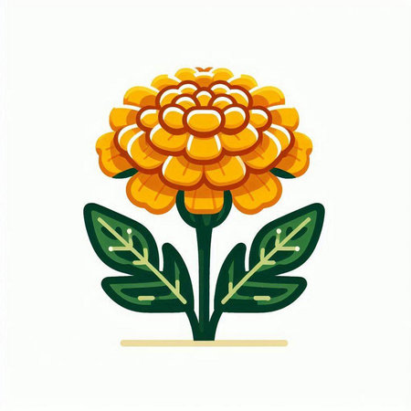 Marigold flower isolated on a white background. Vector illustration.のイラスト素材
