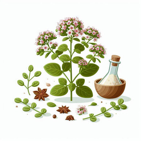 Oregano plant with flowers and spices isolated on white background.のイラスト素材