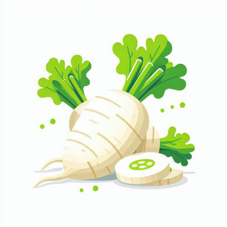 White radish with green leaves isolated on white background. Vector illustration.のイラスト素材