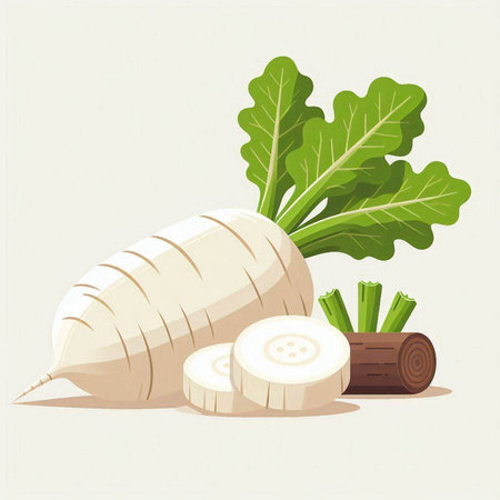 Illustration of white radish with green leaves. Vector illustration.のイラスト素材
