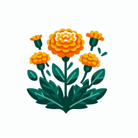 Marigold flower icon isolated on white background. Vector illustration.のイラスト素材