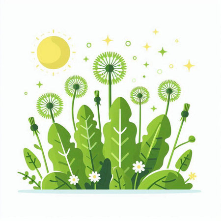 dandelion flower with green leaves on white background, vector illustrationのイラスト素材