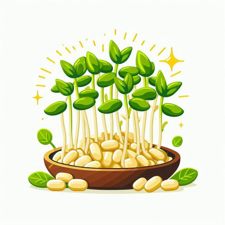 Microgreens. Sprouts of soybean. Vector illustration.のイラスト素材