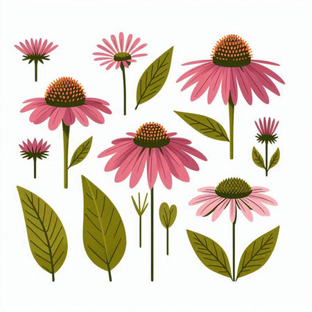 Echinacea flowers set. Echinacea purpurea. Vector illustration.のイラスト素材