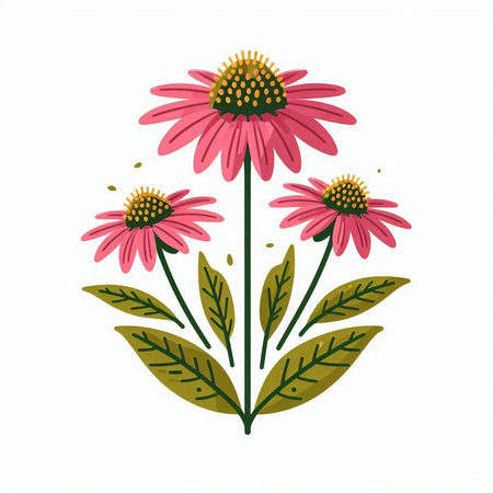 Echinacea flowers isolated on white background. Hand drawn vector illustration.のイラスト素材