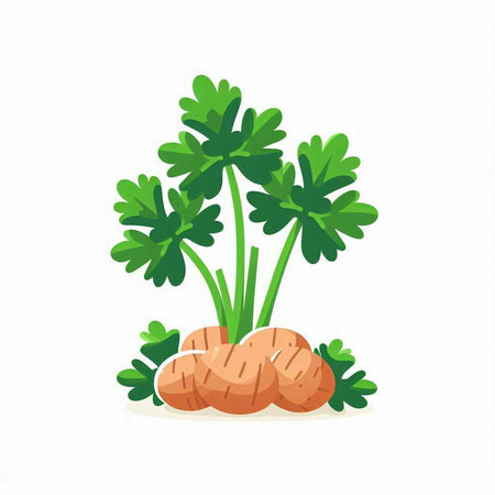 Potatoes with parsley on a white background. Vector illustration.のイラスト素材