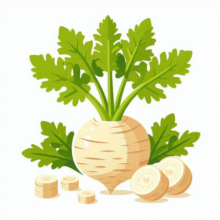 Whole and sliced turnip with green leaves. Vector illustration.のイラスト素材