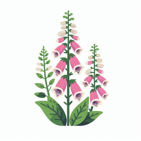 Digitalis purpurea, foxglove, foxglove, foxglove, foxglove, foxglove, foxgloveのイラスト素材