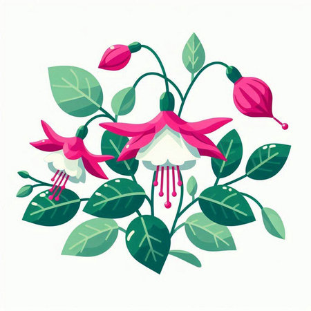 Fuchsia flowers with green leaves isolated on white background. Vector illustration.のイラスト素材