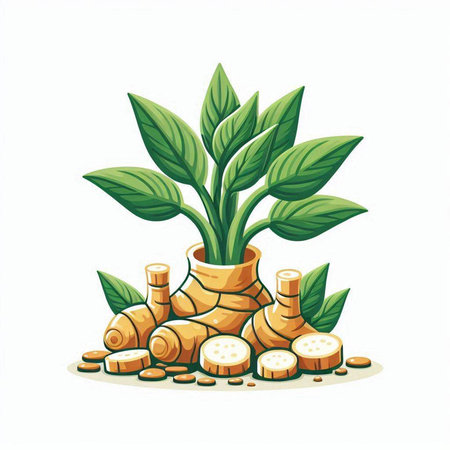 Ginger root and leaves isolated on white background. Vector illustration.のイラスト素材