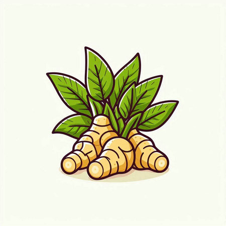 Ginger root with leaves. Vector illustration isolated on white background.のイラスト素材
