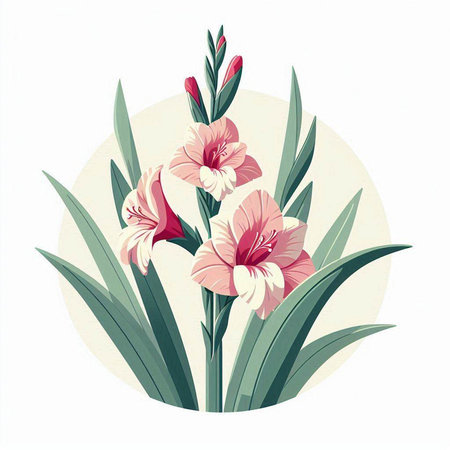 Flowering gladiolus on white background, vector illustration.のイラスト素材