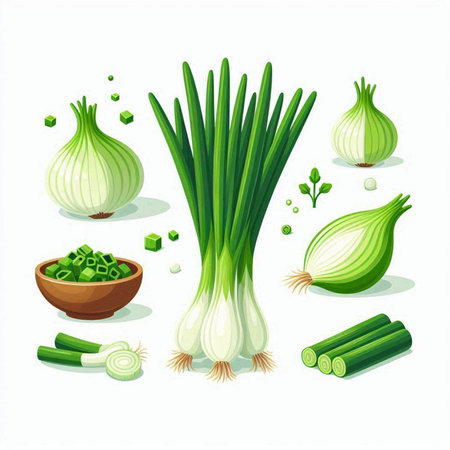Set of fresh green onions. Vector illustration isolated on white background.のイラスト素材