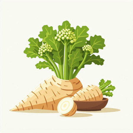 Illustration of fresh parsnip with leaves on a white backgroundのイラスト素材