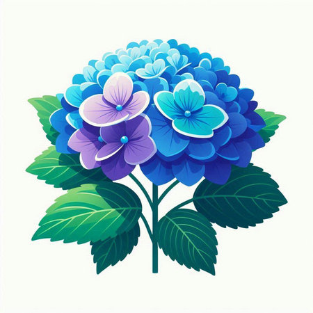 Blue hydrangea on a white background. Vector illustration.のイラスト素材