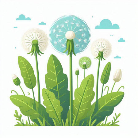 Fluffy dandelion flower with green leaves. Vector illustration.のイラスト素材