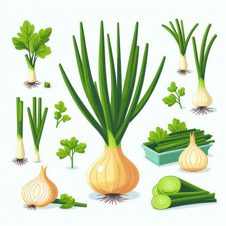 Set of fresh vegetables: onion, garlic, parsley. Vector illustrationのイラスト素材