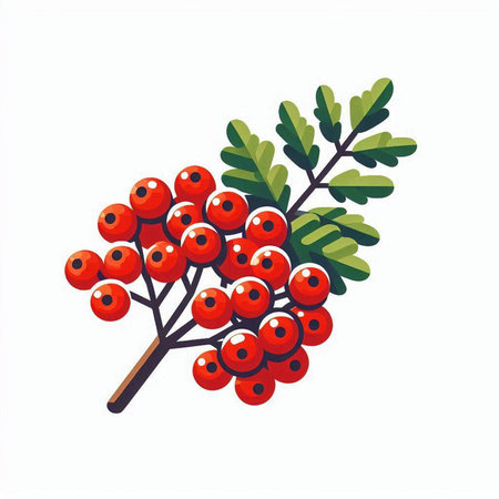 Red rowan berries on branch isolated on white background. Vector illustration.のイラスト素材