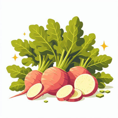 Radish. Vector illustration. Isolated on a white background.のイラスト素材