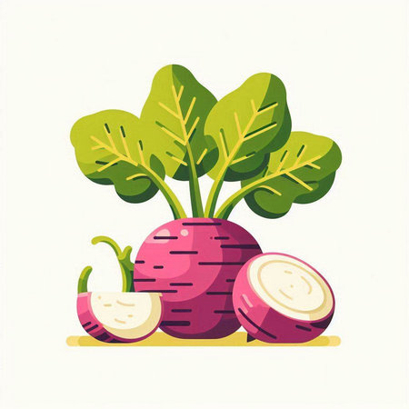Red radish on a white background. Vector illustration in flat style.のイラスト素材