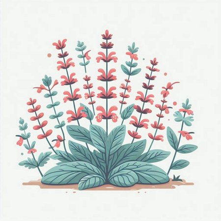Vector illustration of a garden with salvia officinalis plants.のイラスト素材