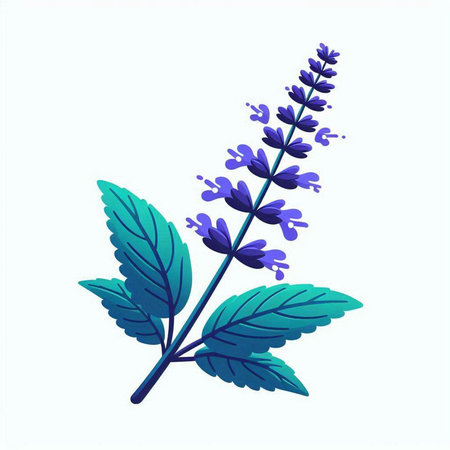 Lavender flowers and leaves isolated on white background. Vector illustration.のイラスト素材