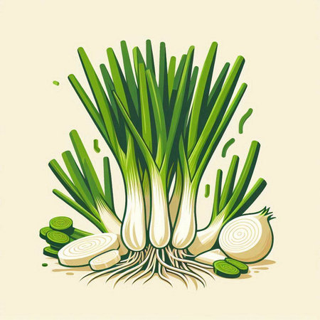 Fresh green onion with roots and slices on a light background. Vector illustration.のイラスト素材
