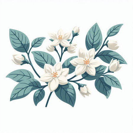 Jasmine flowers and leaves isolated on white background. Vector illustration.のイラスト素材