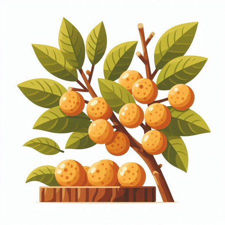 Branch of longan on a white background. Vector illustration.のイラスト素材