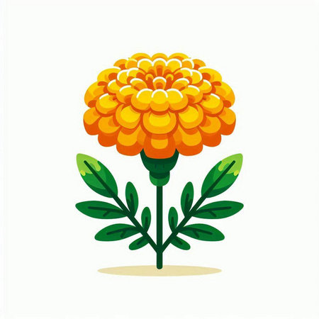 Marigold flower vector illustration. Isolated on white background.のイラスト素材