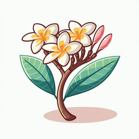 Frangipani flower isolated on white background. Vector illustration.のイラスト素材
