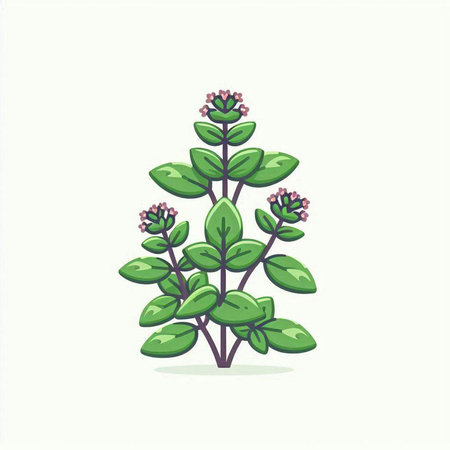 Oregano plant. Vector illustration of oregano plant.のイラスト素材