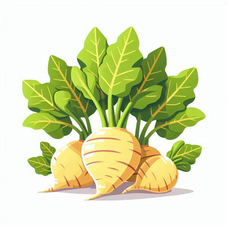 Radish with green leaves isolated on a white background. Vector illustration.のイラスト素材