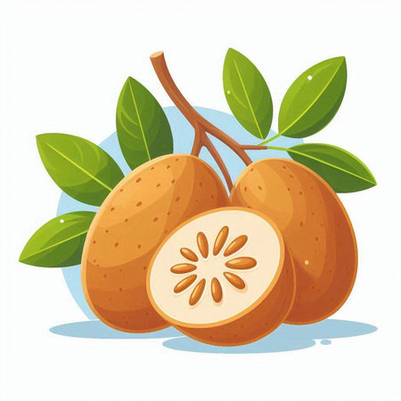 Sapodilla fruit on a white background. Vector illustration.のイラスト素材