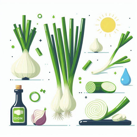 Garlic, onion, garlic, onion, oil and sun. Vector illustrationのイラスト素材
